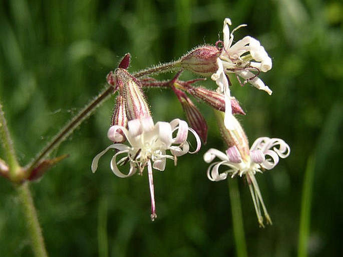 Silenka berthelotova