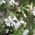 silenlagunherb1