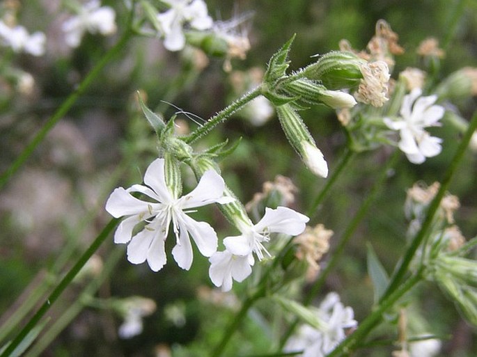 Silenka lagunská