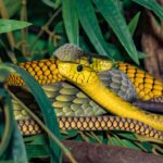 snake-4180797_1280