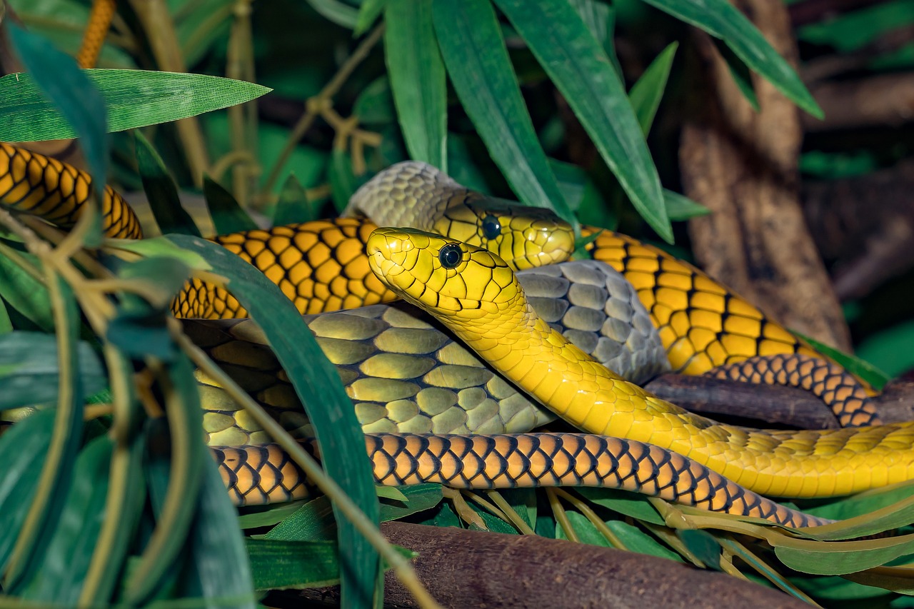 Mamba západoafrická