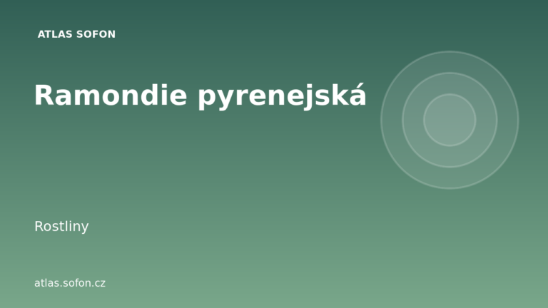 Ramondie pyrenejská
