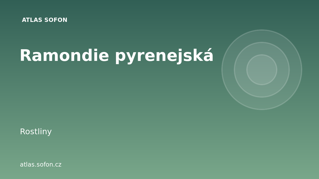 Ramondie pyrenejská
