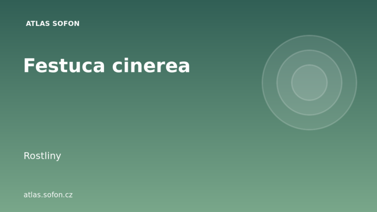 Festuca cinerea