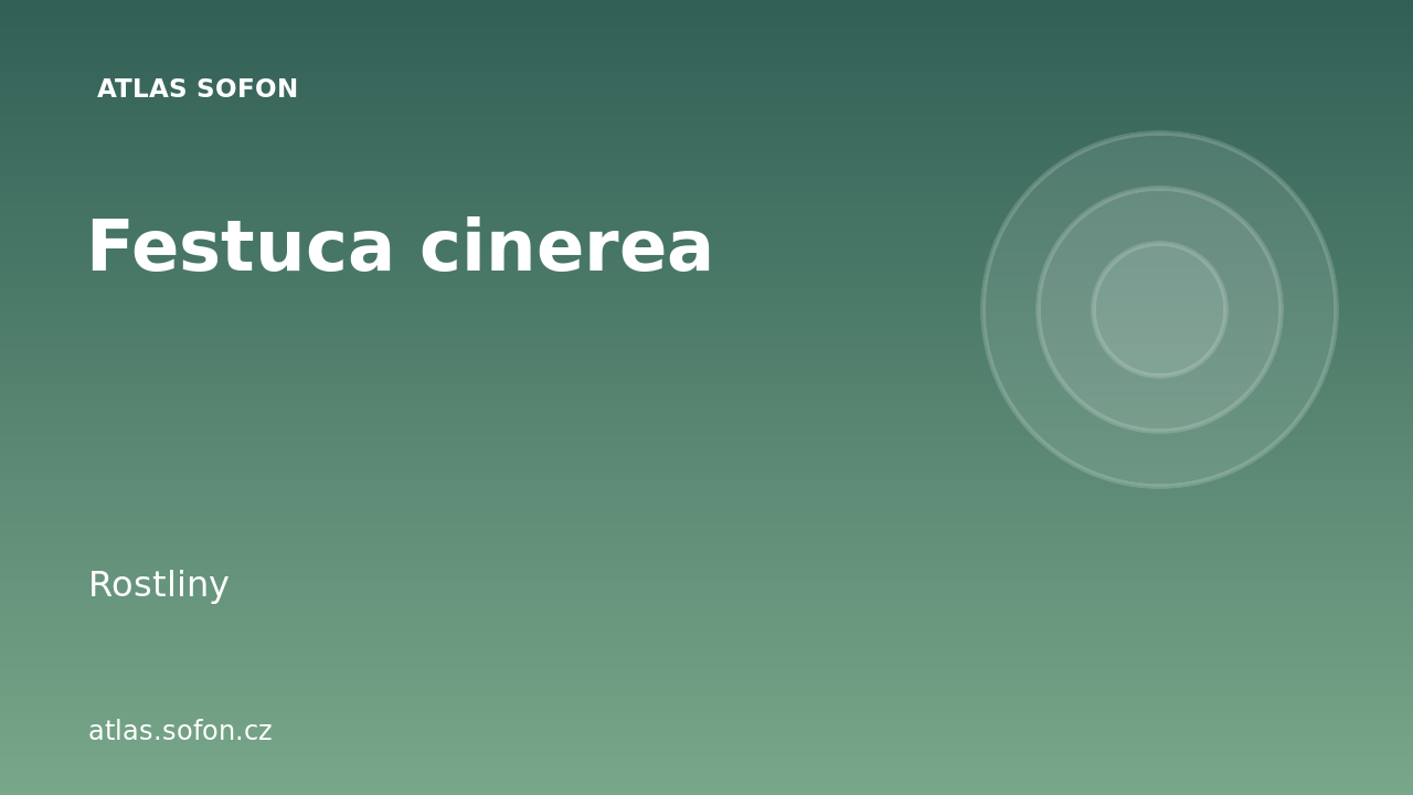 Festuca cinerea
