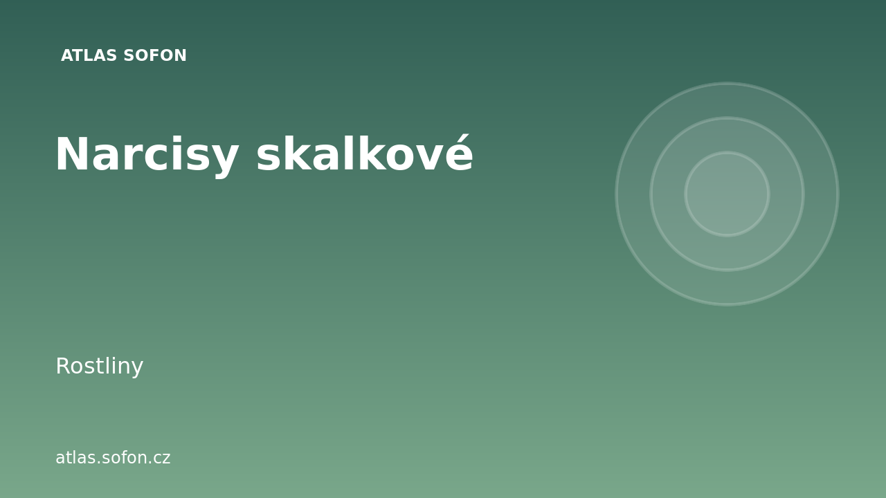 Narcisy skalkové