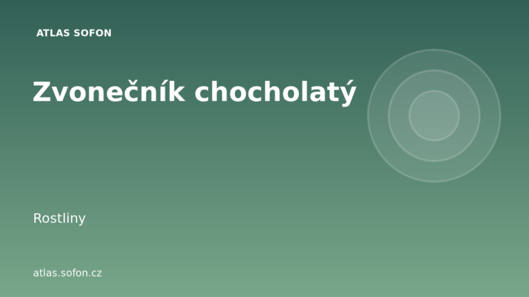 Zvonečník chocholatý