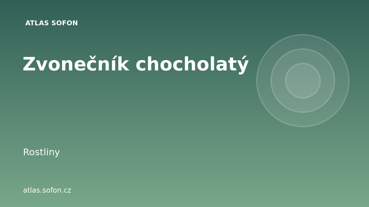 Zvonečník chocholatý