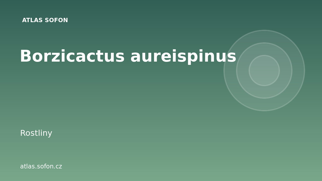Borzicactus aureispinus