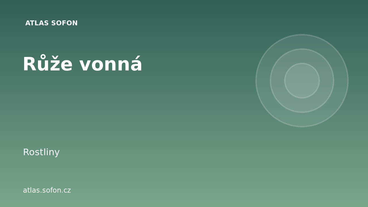 Růže vonná