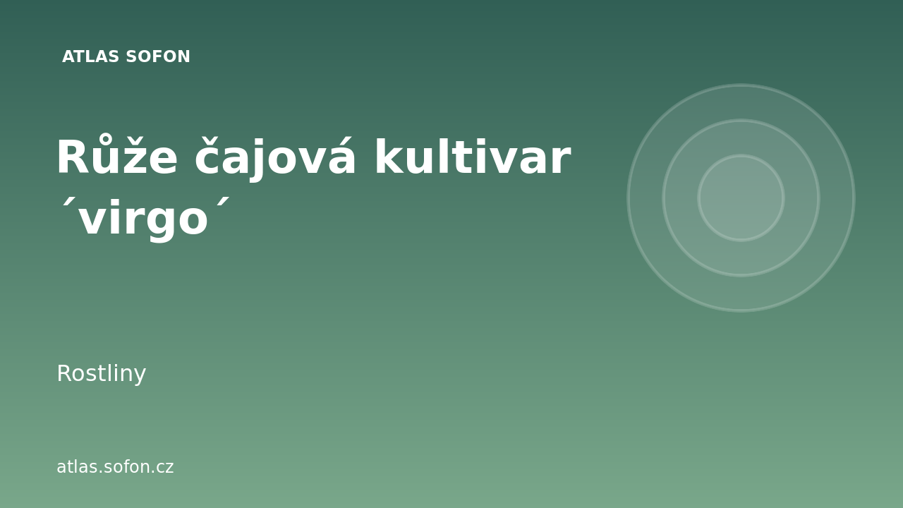 Růže čajová kultivar ´virgo´
