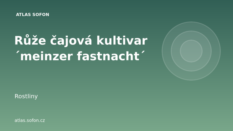 Růže čajová kultivar ´meinzer fastnacht´