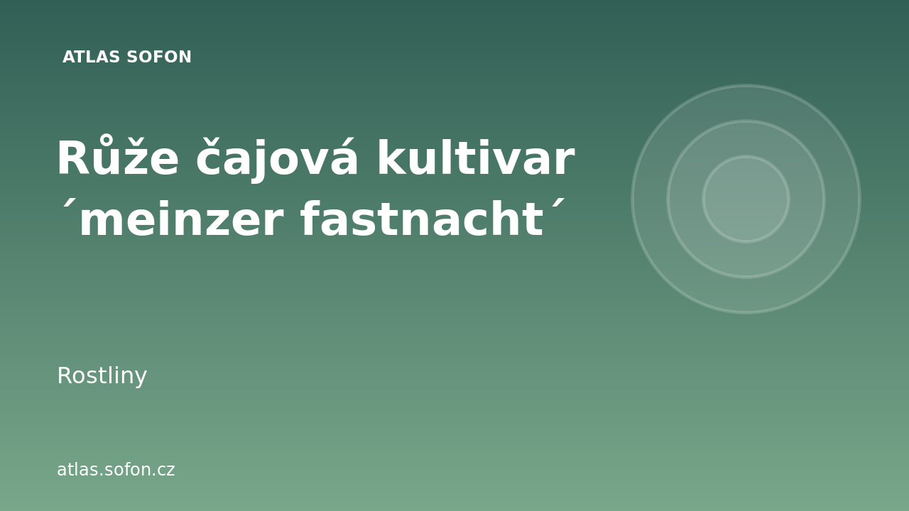 Růže čajová kultivar ´meinzer fastnacht´