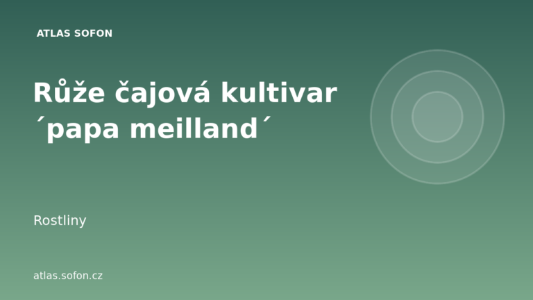 Růže čajová kultivar ´papa meilland´