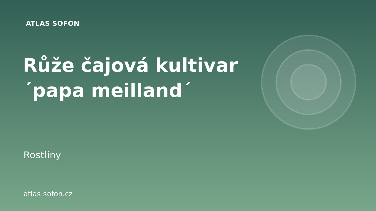 Růže čajová kultivar ´papa meilland´