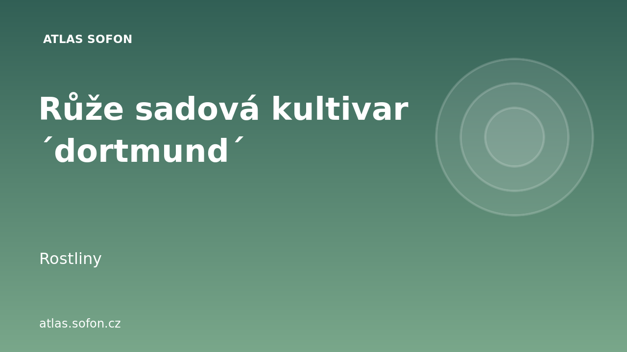 Růže sadová kultivar ´dortmund´