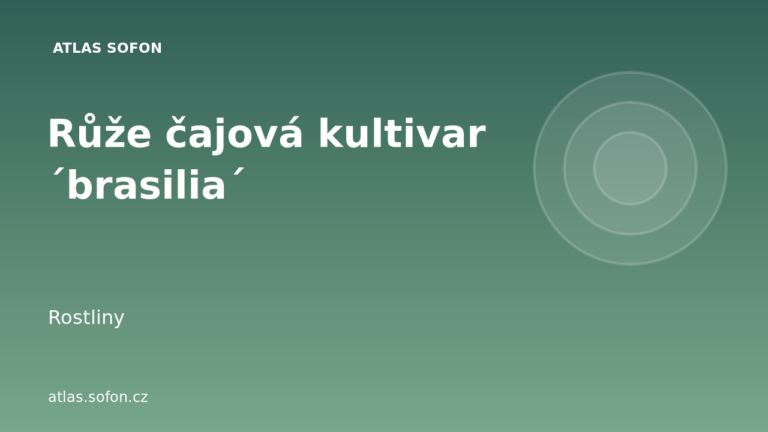 Růže čajová kultivar ´brasilia´