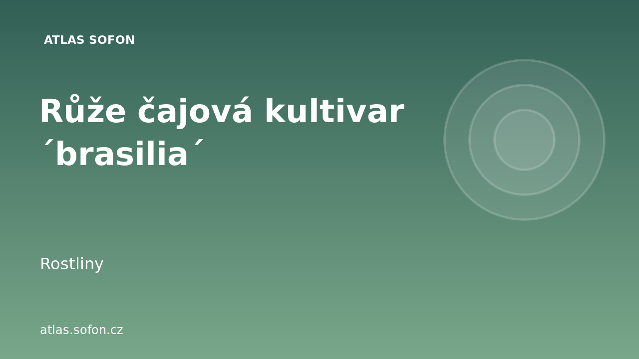 Růže čajová kultivar ´brasilia´