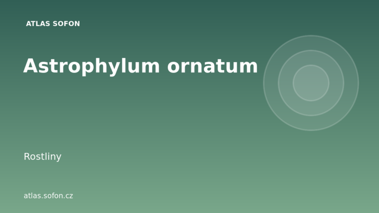 Astrophylum ornatum