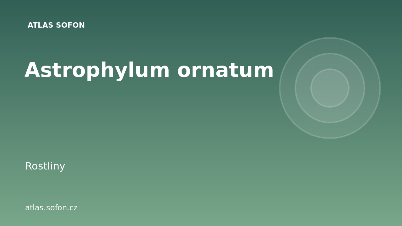 Astrophylum ornatum