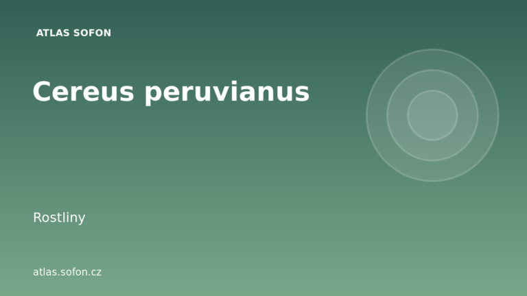 Cereus peruvianus