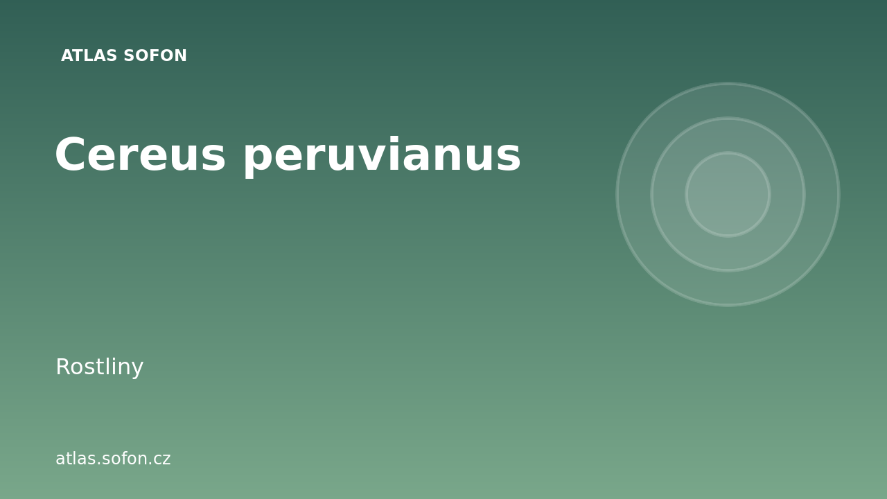 Cereus peruvianus