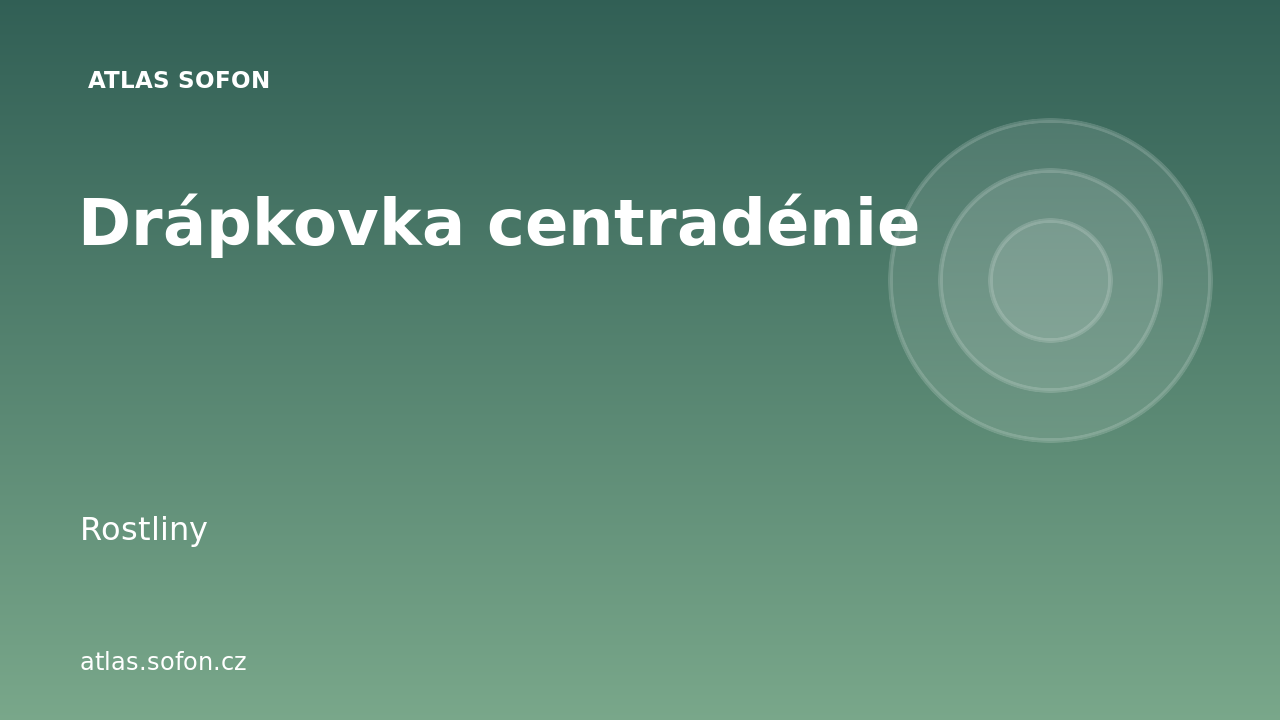 Drápkovka centradénie