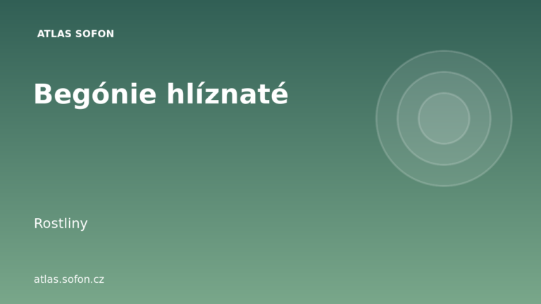 Begónie hlíznaté