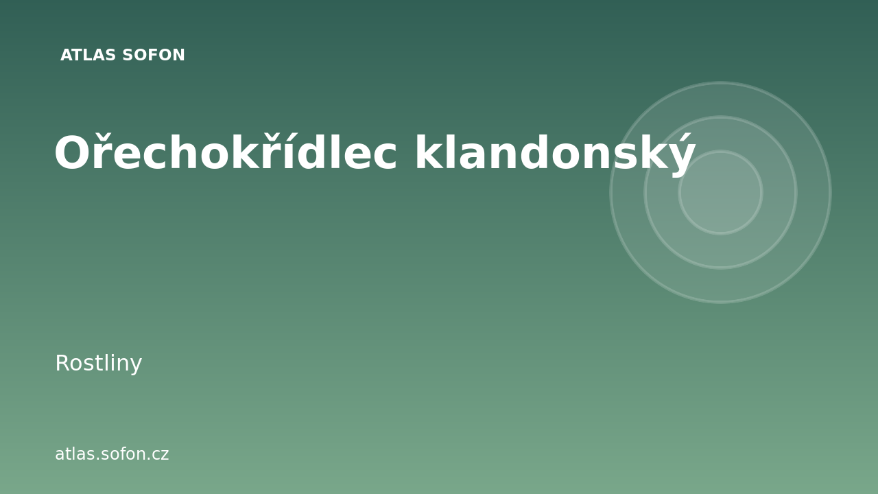 Ořechokřídlec klandonský