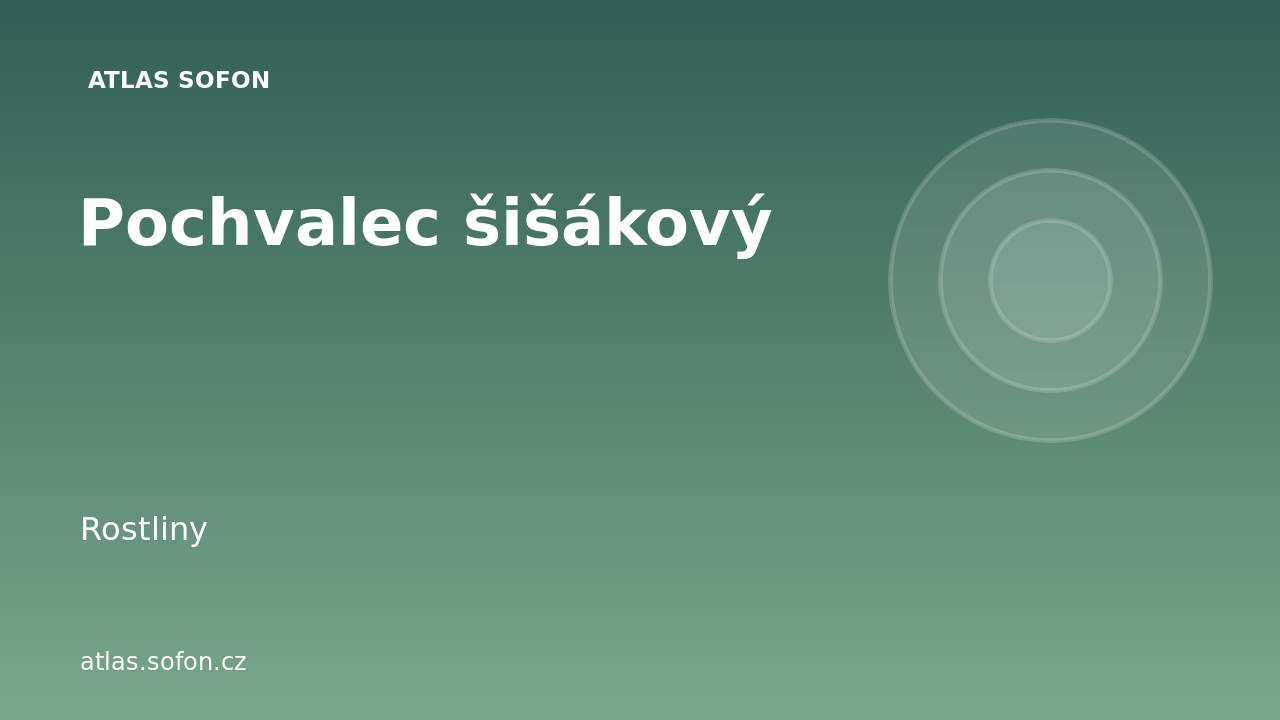 Pochvalec šišákový