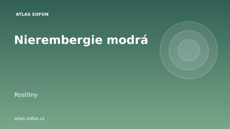 Nierembergie modrá