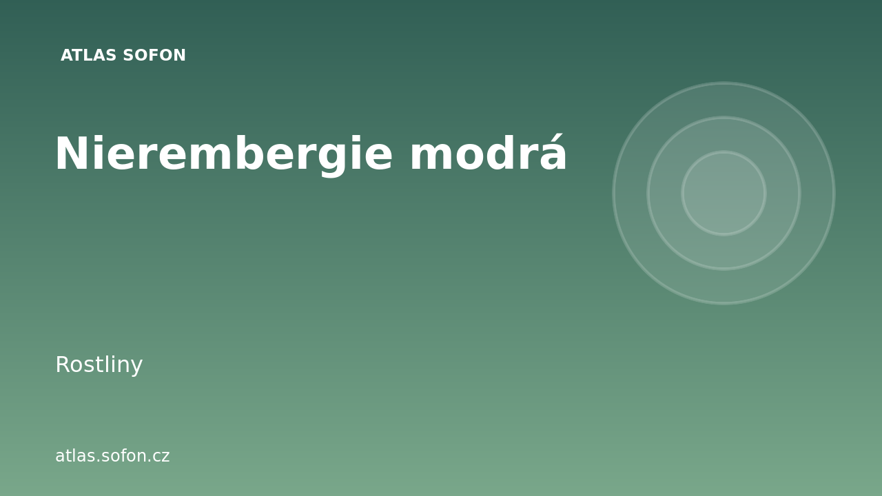 Nierembergie modrá