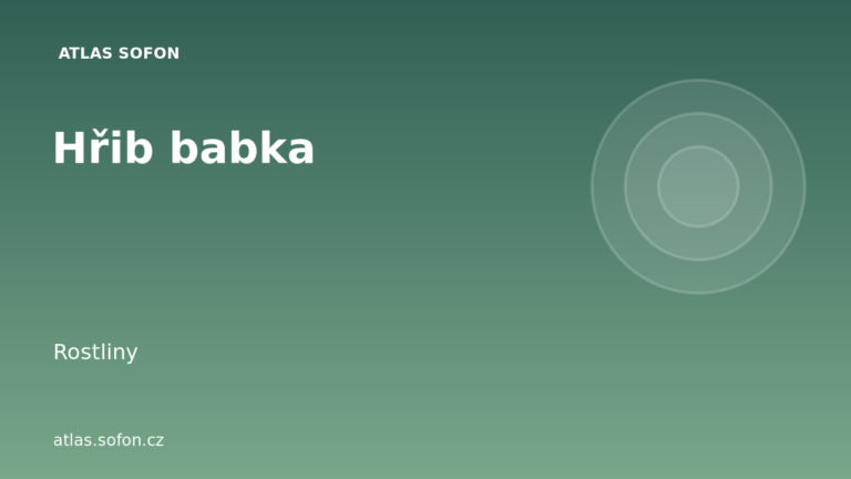 Hřib babka