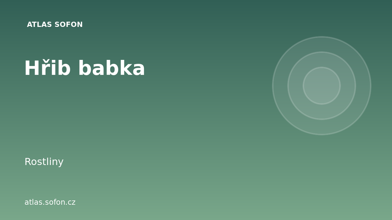 Hřib babka