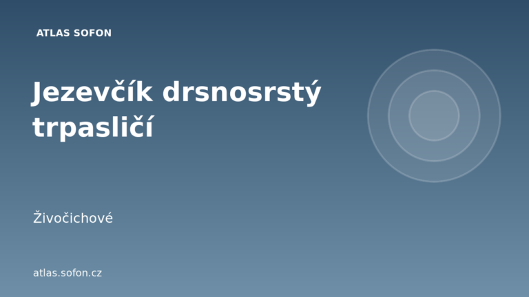Jezevčík drsnosrstý trpasličí