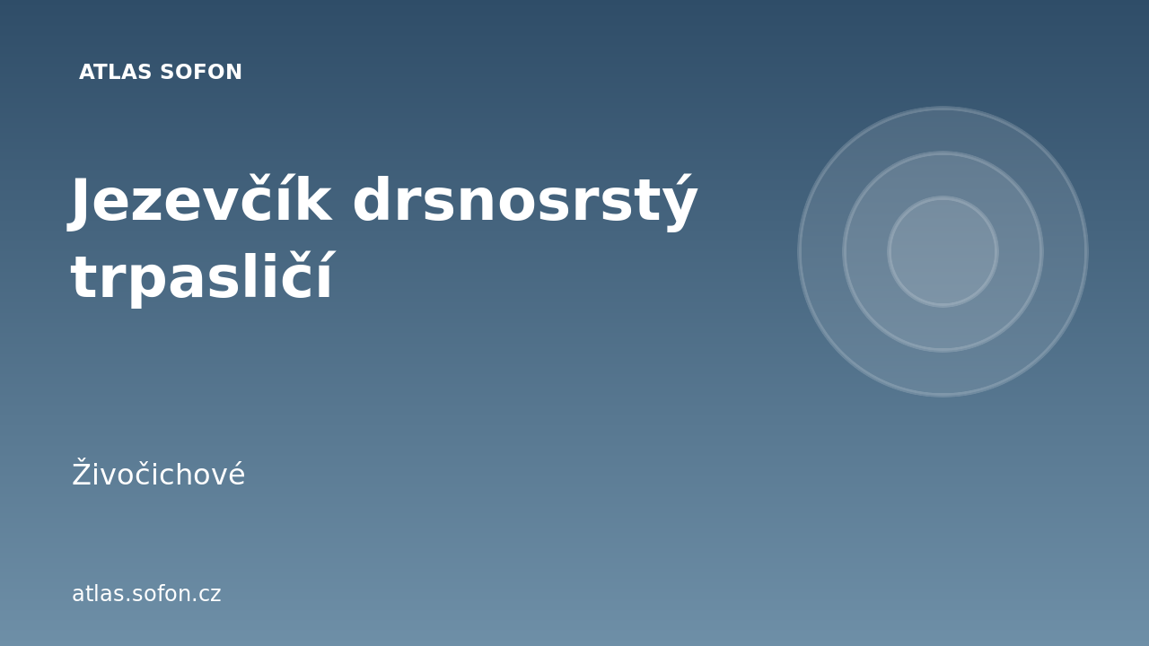 Jezevčík drsnosrstý trpasličí