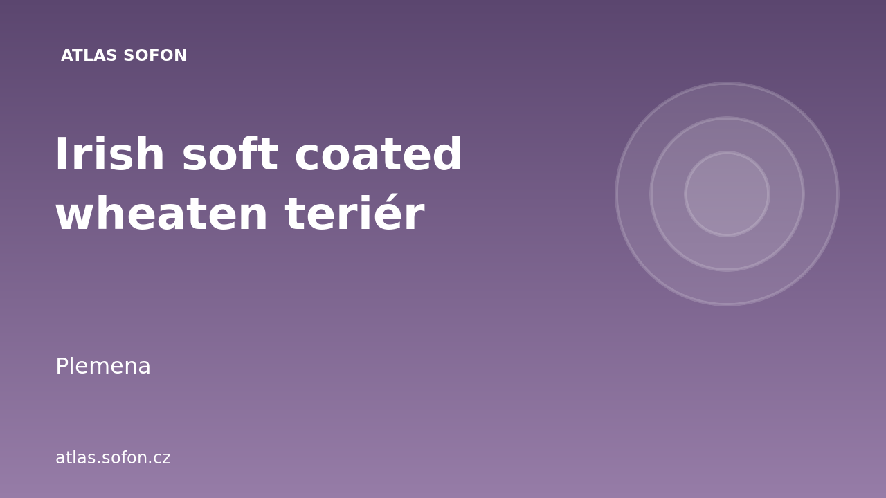 Irish soft coated wheaten teriér