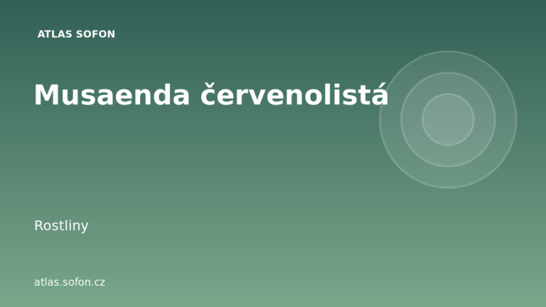 Musaenda červenolistá