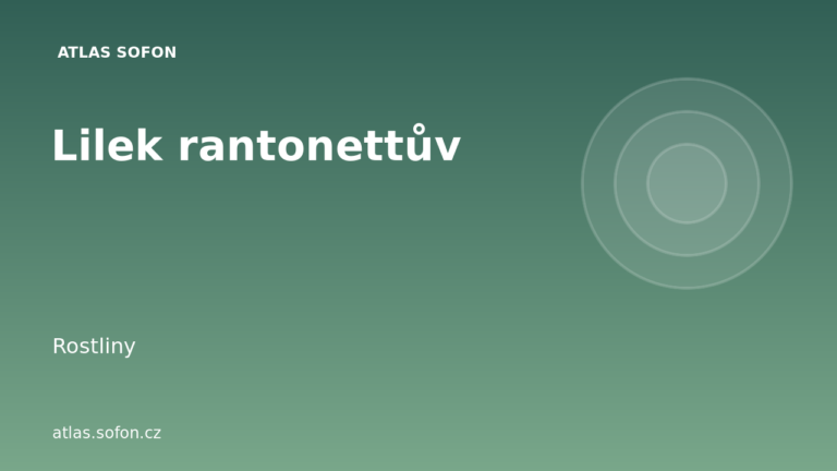 Lilek rantonettův