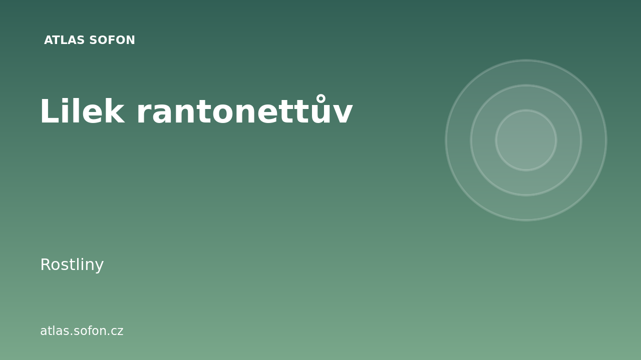 Lilek rantonettův
