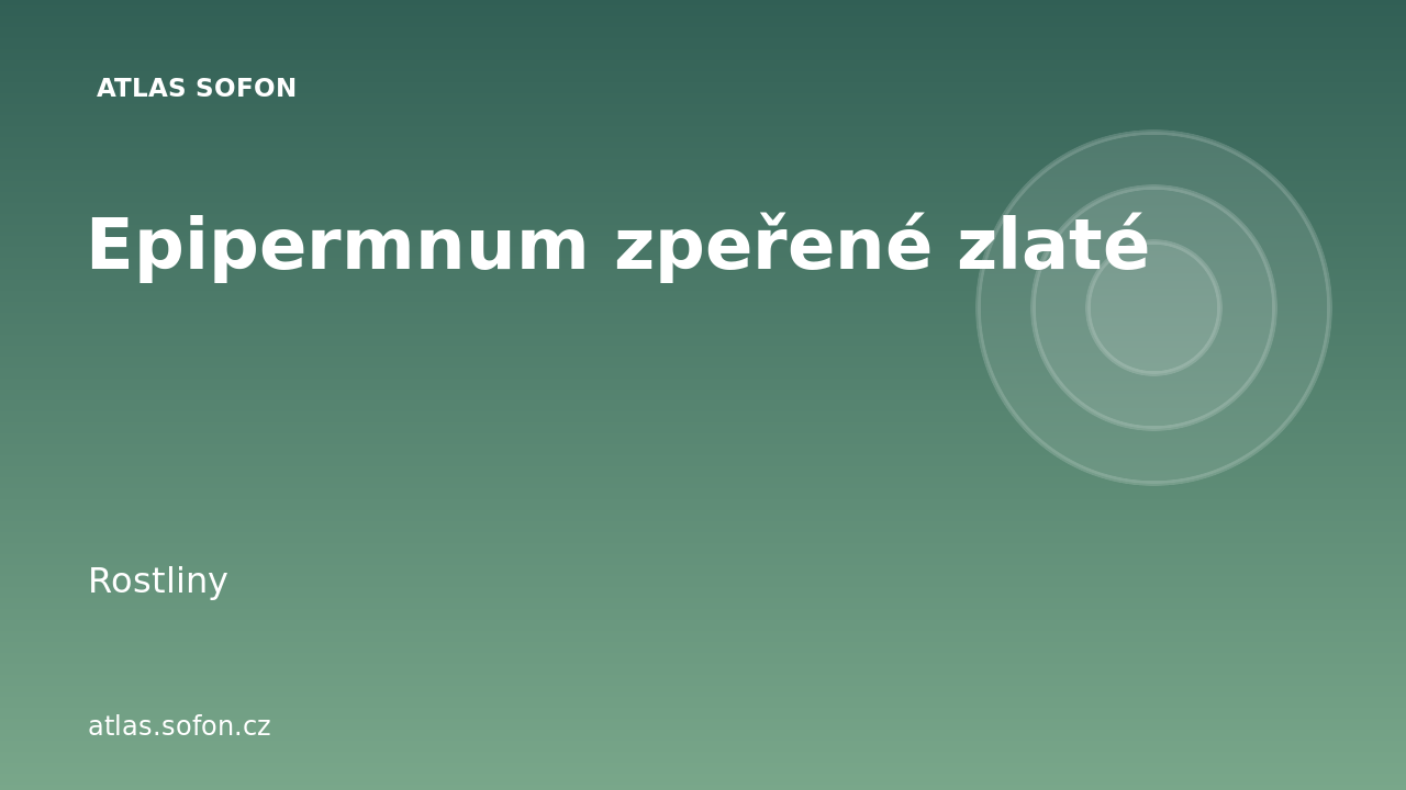 Epipermnum zpeřené zlaté