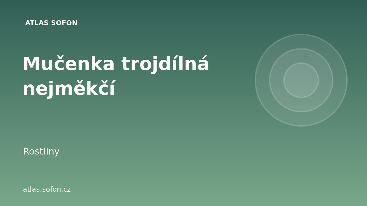 Mučenka trojdílná nejměkčí