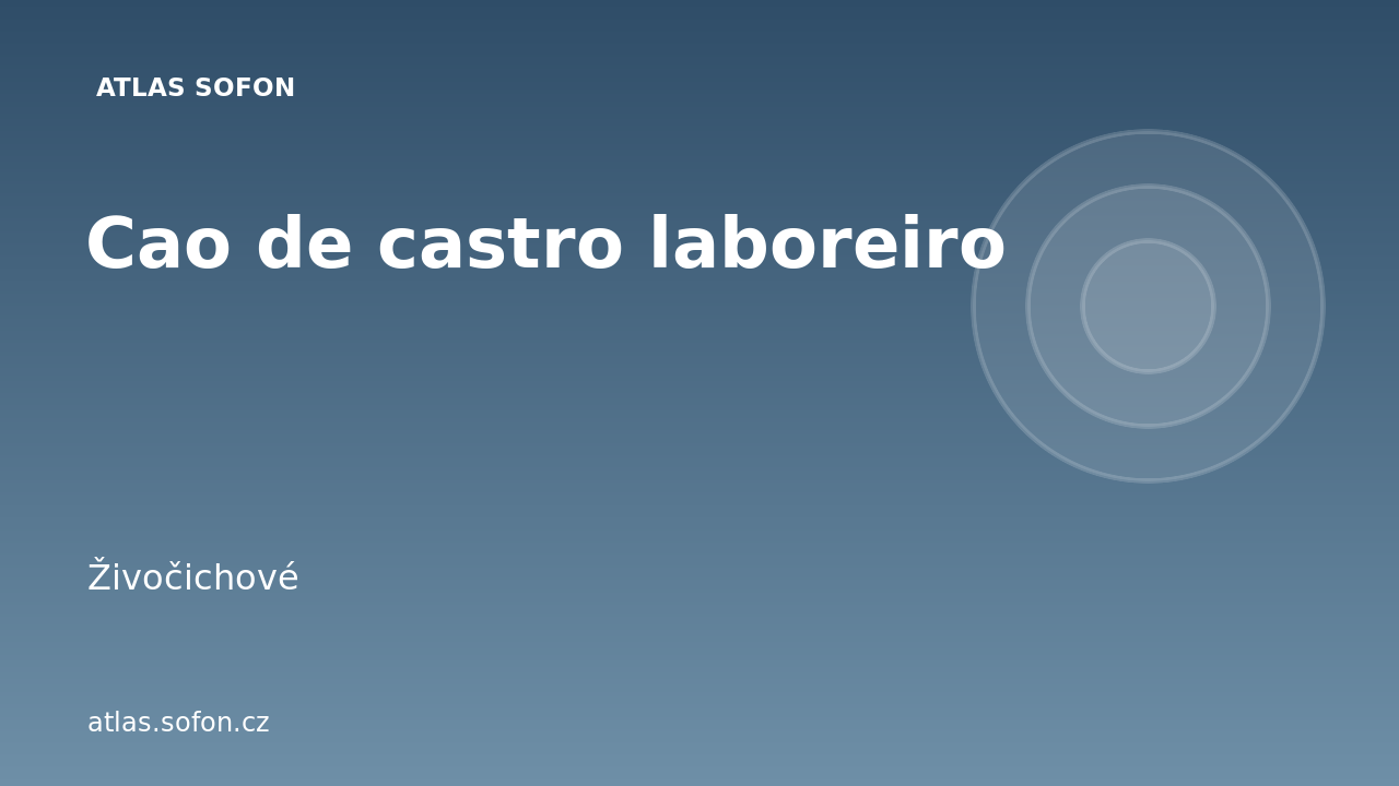Cao de castro laboreiro
