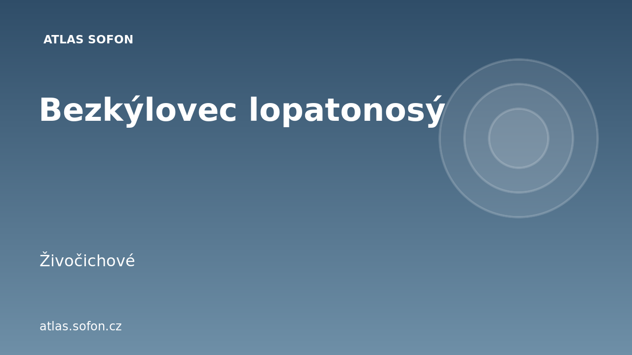 Bezkýlovec lopatonosý