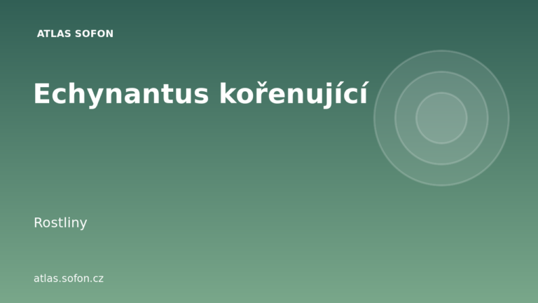 Echynantus kořenující