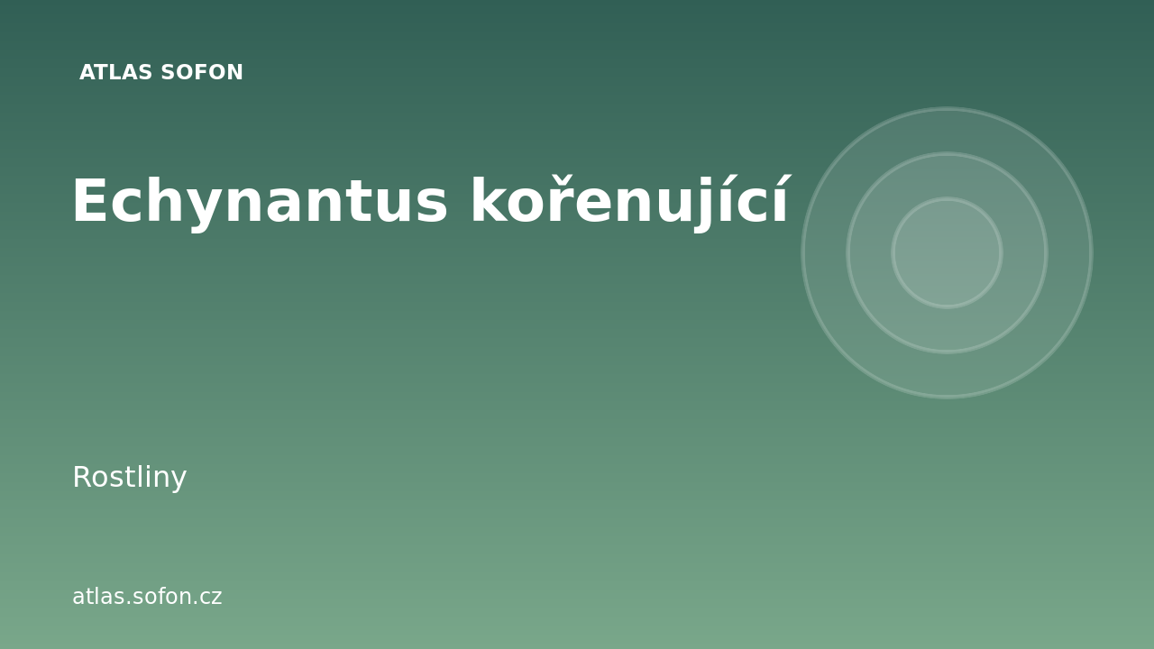 Echynantus kořenující
