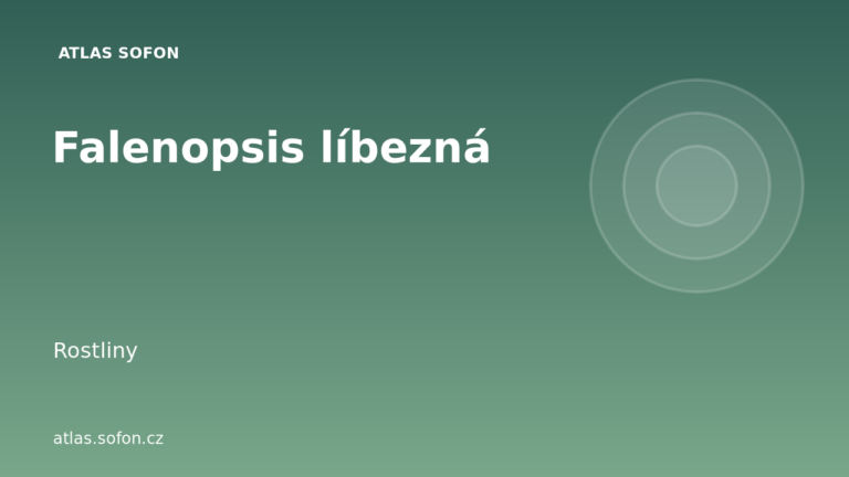 Falenopsis líbezná