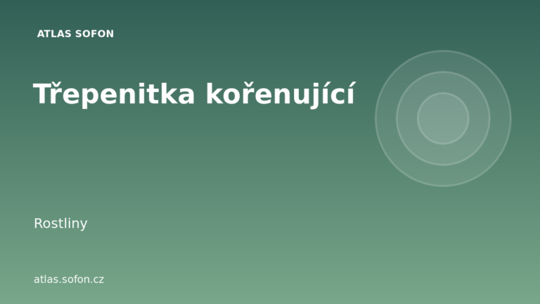 Třepenitka kořenující
