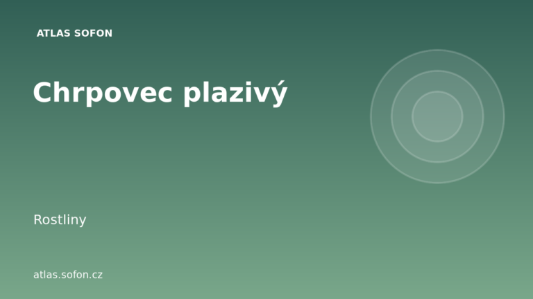 Chrpovec plazivý