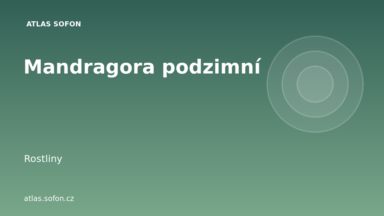 Mandragora podzimní